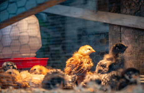 Baby Chick Care Made Simple Image